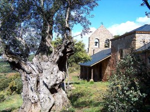 Iglesia de Santiago y olivo